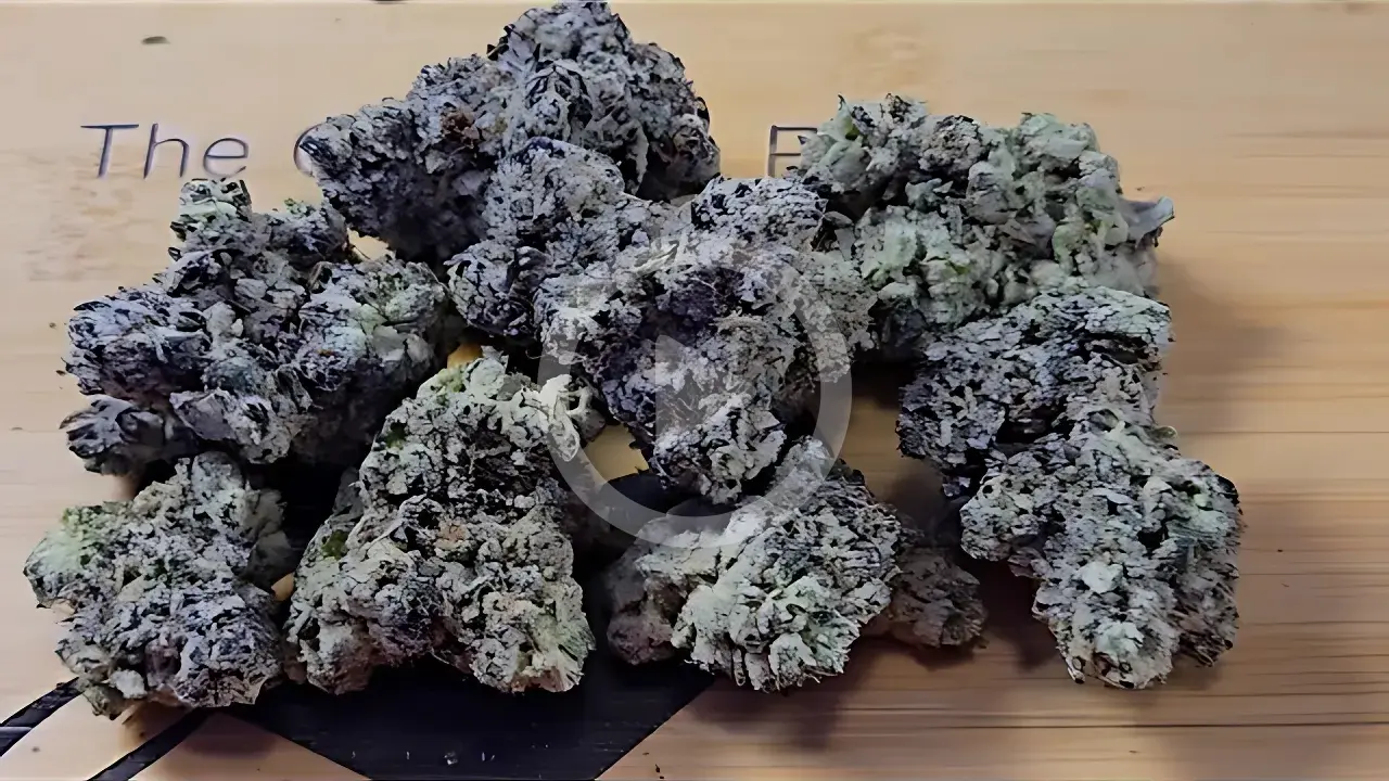 LA Pop Rocks THCA Flower PL: Dense and Resinous Buds